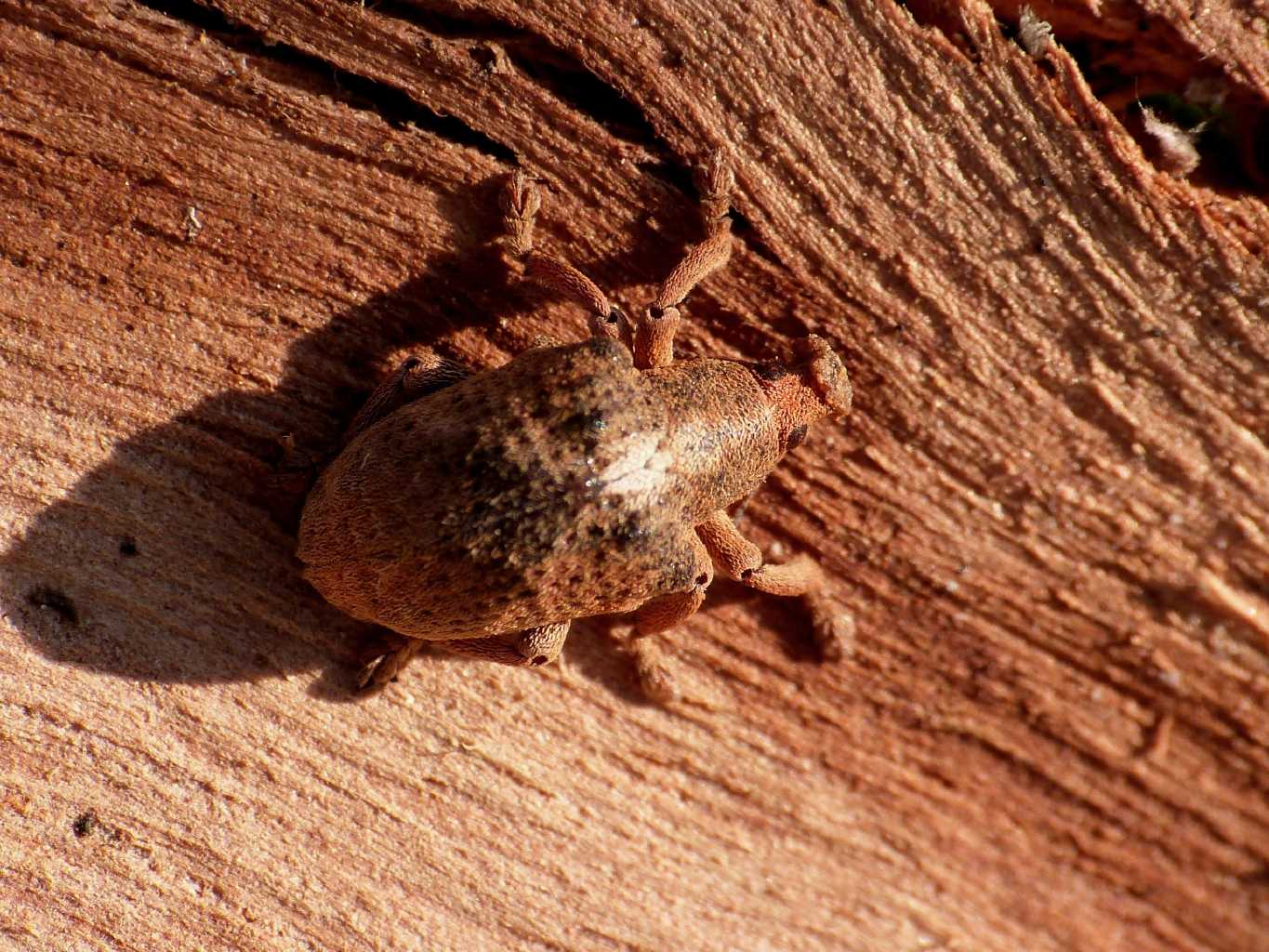 Curculionide vellutato: Gonipterus cf scutellatus